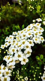 Close-up of white flowers blooming outdoors