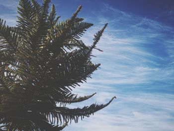 Low angle view of palm tree against sky
