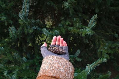 Cropped hand of woman holding pine cone against tree