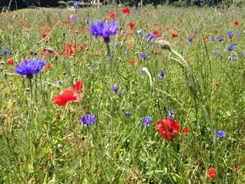 Close-up of fresh purple poppy flowers in field