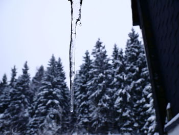 Low angle view of icicles on tree against sky