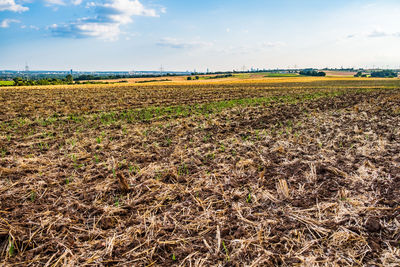 Scenic view of agricultural field against sky