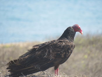 Close-up of bird perching on a field