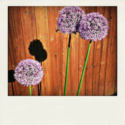 Close-up of purple flowers