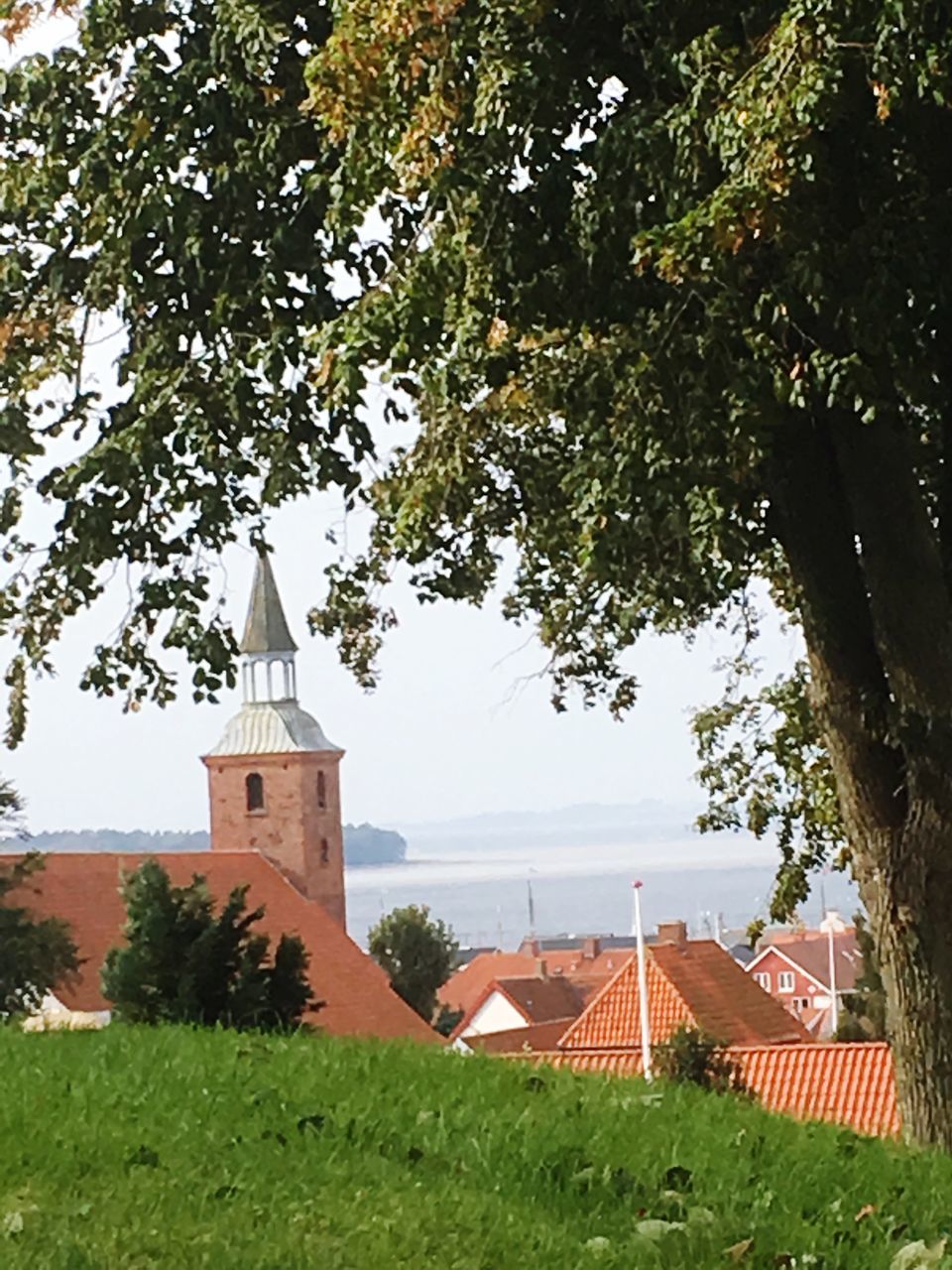 tree, architecture, built structure, building exterior, no people, growth, day, grass, outdoors, nature, windmill, beauty in nature, sky