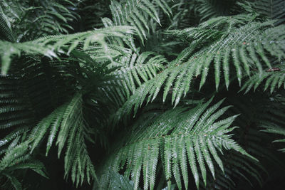 Full frame shot of pine tree