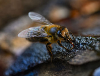 Close-up of bee on rock