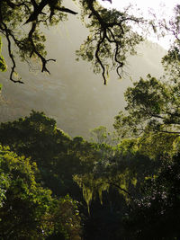 Trees growing in forest against sky