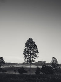 Trees on field against clear sky