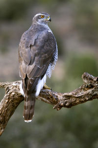 Close-up of eagle perching on branch