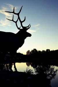 Low angle view of silhouette deer by lake against sky during sunset