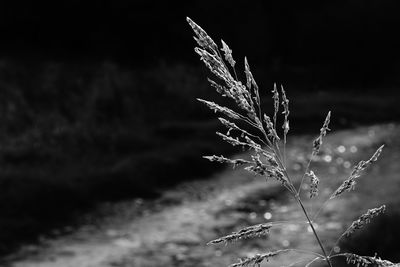 Low angle view of flowering plant on field