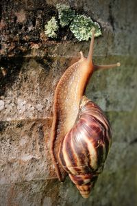 Close-up of snail