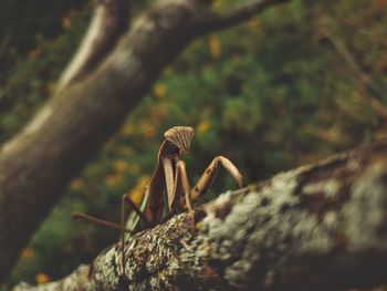 Close-up of insect