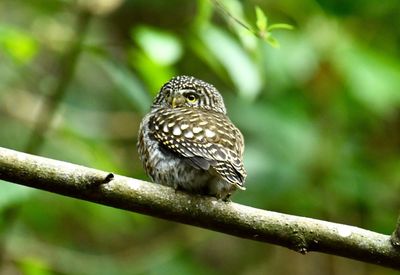 Close-up of bird perching on branch