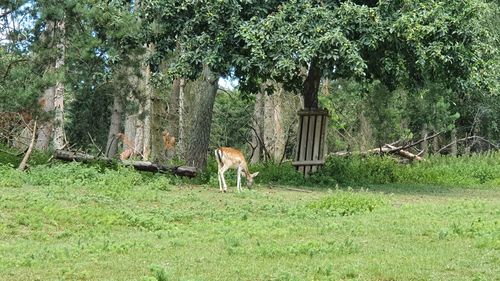 View of deer in the forest