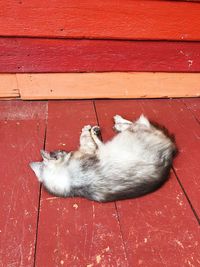 Cat sleeping on red wood