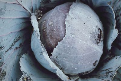 Close-up of frozen water