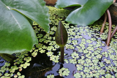 High angle view of flowering plant