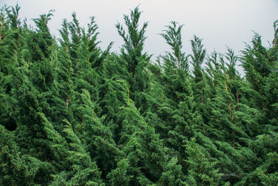 Pine trees in forest