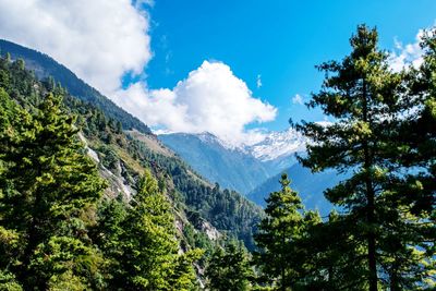 Low angle view of trees on landscape against sky