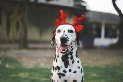 Portrait of dalmatian dog standing on field