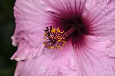 Macro shot of pink hibiscus flower
