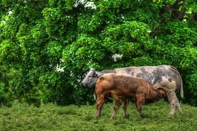 Sheep standing in a field