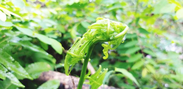 Close-up of green leaf