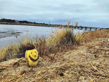 Yellow flowers on beach against sky