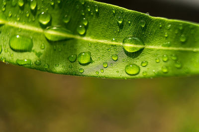 Close-up of raindrops on green leaves during rainy season