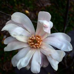 Close-up of white flower