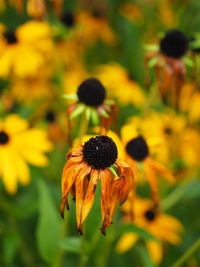 Close-up of yellow flower blooming outdoors