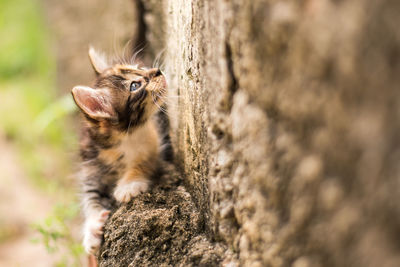 Close-up of a squirrel on tree trunk