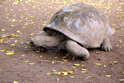 High angle view of a turtle