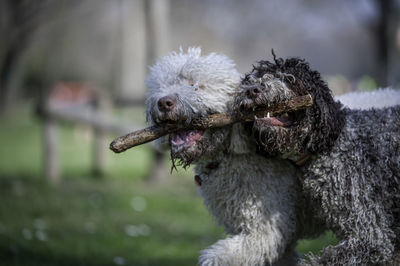 Close-up of dogs