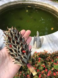 Close-up of hand holding plant in water