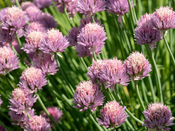 Close-up of pink flowering plants