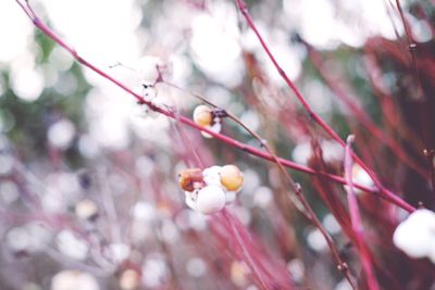 Close-up of cherry blossoms in spring