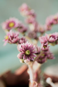 Close-up of pink flowering plant