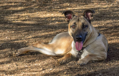 Portrait of dog lying on field