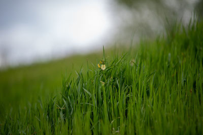 Close-up of wheat growing on field