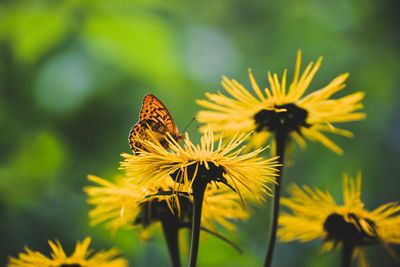 Close-up of butterfly pollinating on yellow flower