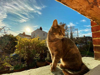 Cat sitting in a building