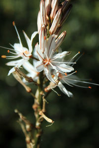 Close-up of white flowering plant