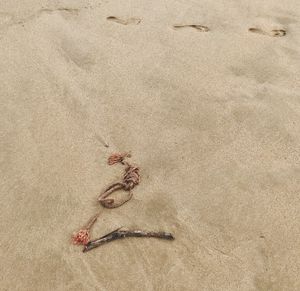 High angle view of crab on beach