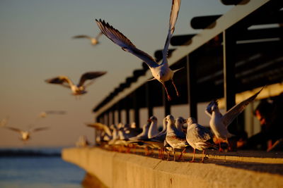 Seagulls on bridge over river