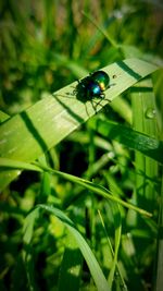 Close-up of ladybug on leaf