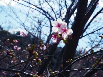 Close-up of pink cherry blossoms in spring