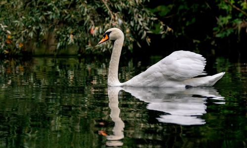 Swan floating on lake